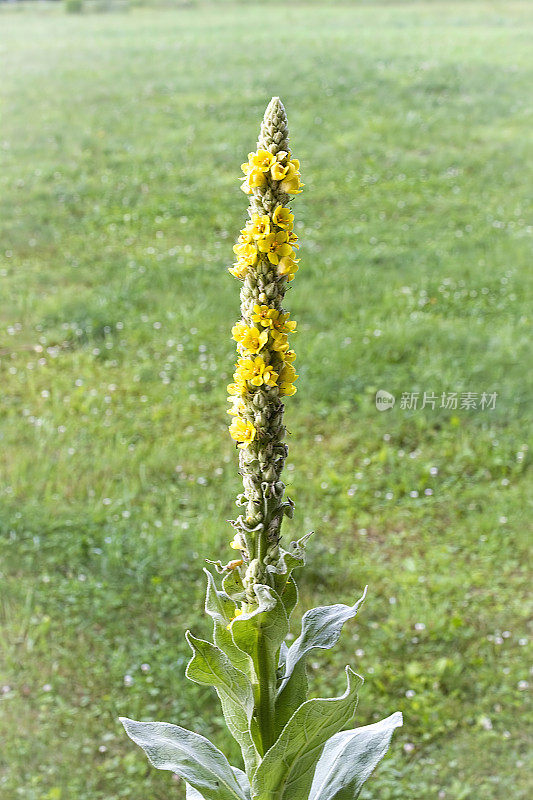 野花-高大野花-毛蕊花(Verbascum thapsus)